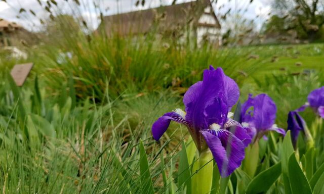  Die Zwerg-Iris blühen 